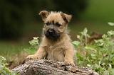 CAIRN TERRIER 390